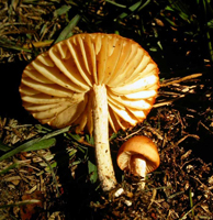 Marasmius oreades, view of widely spaced gills on the mature mushroom and one young specimen.